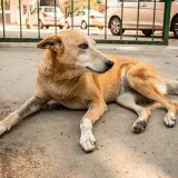 Un perro callejero acostado en una acera de la ciudad de Delhi, capturando la vida urbana.