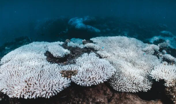 Océano alcanzó en 2025 un récord de calor absorbido