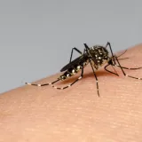El Niño podría elevar casos de dengue y malaria en Venezuela