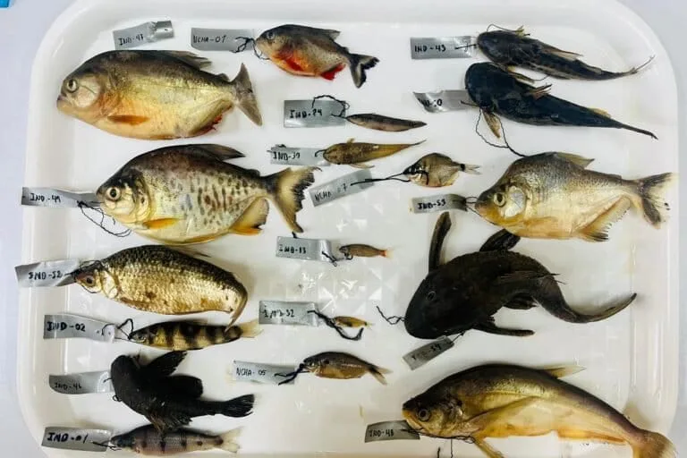 La primera colección de peces de Madre de Dios revela el daño minero