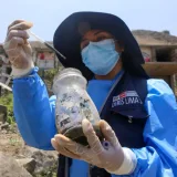 Perú refuerza vigilancia sanitaria por alza de dengue y EDA