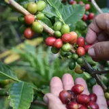 Caficultores de Lara y Portuguesa denuncian pérdidas por quintal
