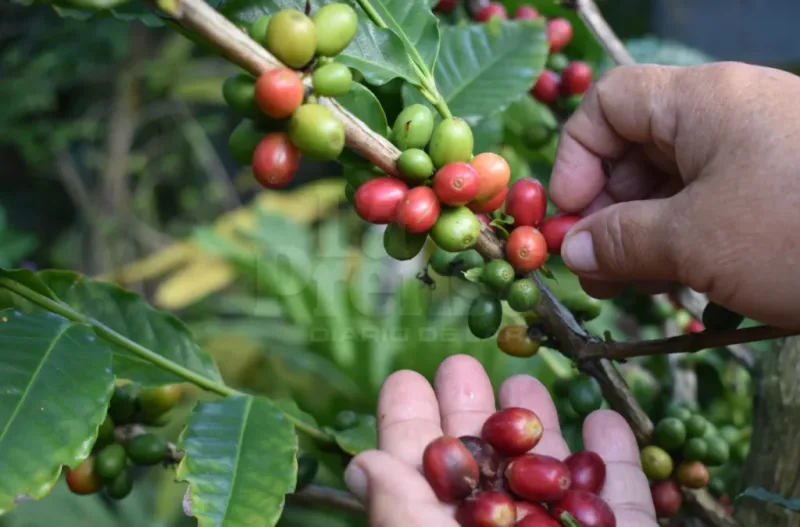 Caficultores de Lara y Portuguesa denuncian pérdidas por quintal