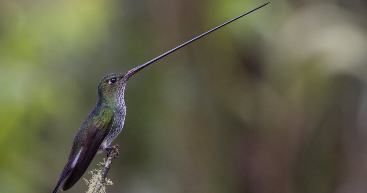 El colibrí picoespada tiene un pico de hasta 10,2 cm y supera la longitud de su cuerpo