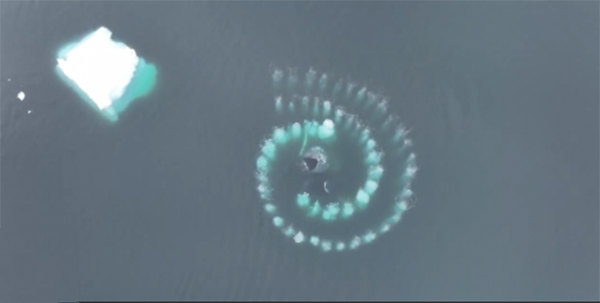 
			Ballenas jorobadas forman impresionante espiral de Fibonacci		