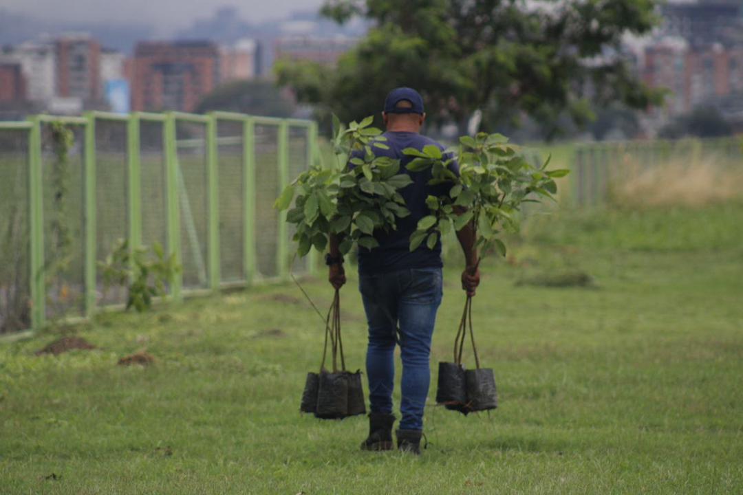 Sembraron 300 plantas en la plaza El Gaitero