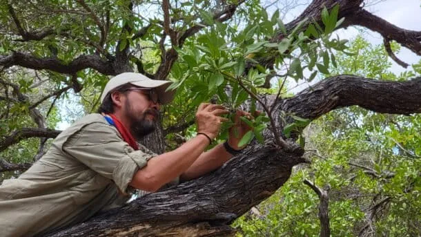 Estudio registra 524 avispas, hormigas y abejas en Galápagos