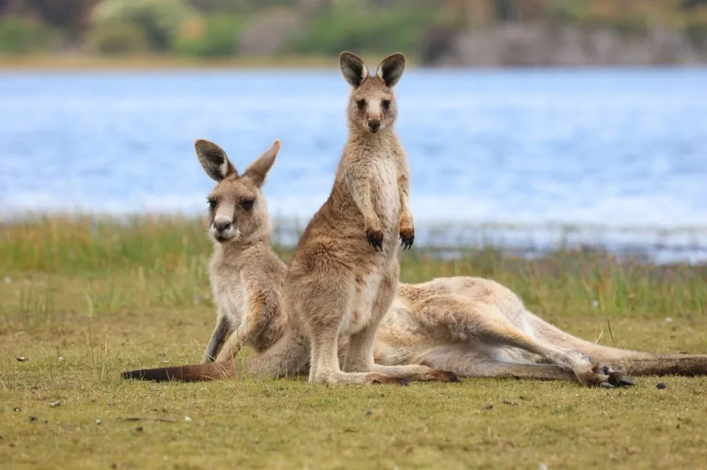 Australia sacrifica más de 3.500 canguros y reabre debate
