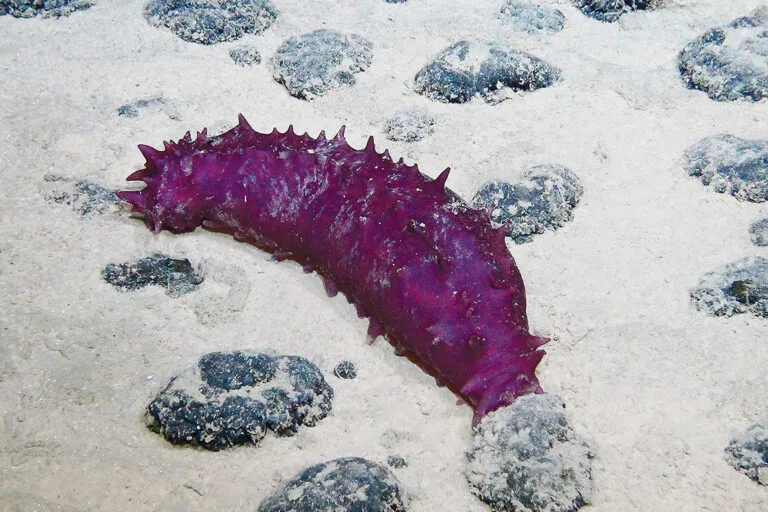 EE. UU. amplía permisos de minería submarina en el Pacífico