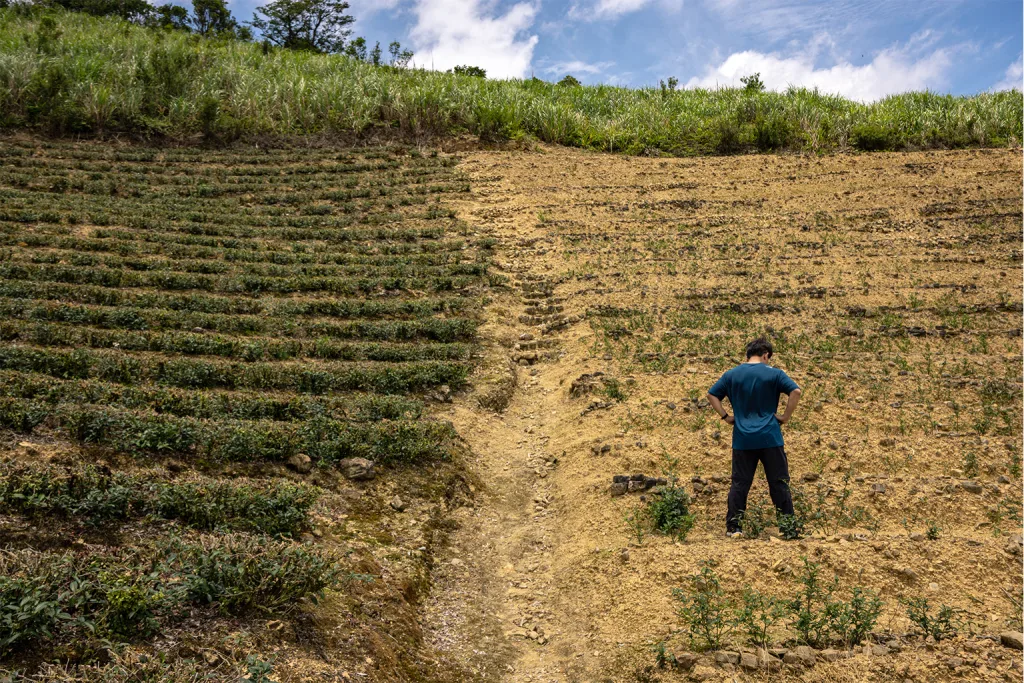 El té resurge en Taiwán con tecnología contra el clima