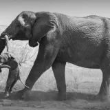 El duelo animal: la conmovedora conducta de una elefanta en Namibia