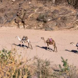 A traditional camel caravan traversing the rugged desert landscape of Eritrea under the bright sun.