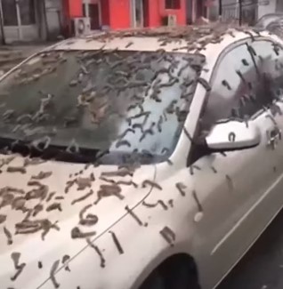 Una supuesta “lluvia de gusanos” en China inquieta a la Red (VIDEO)