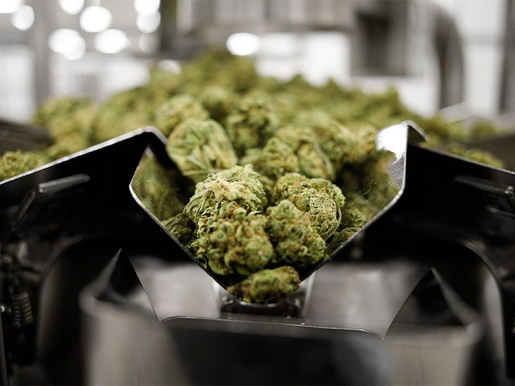 El cannabis no tiene un efecto claro en el tratamiento de la adicción a los opioides, según un estudio