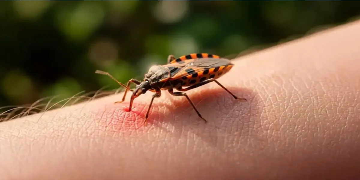 Alertan por más casos de Chagas por jugos artesanales