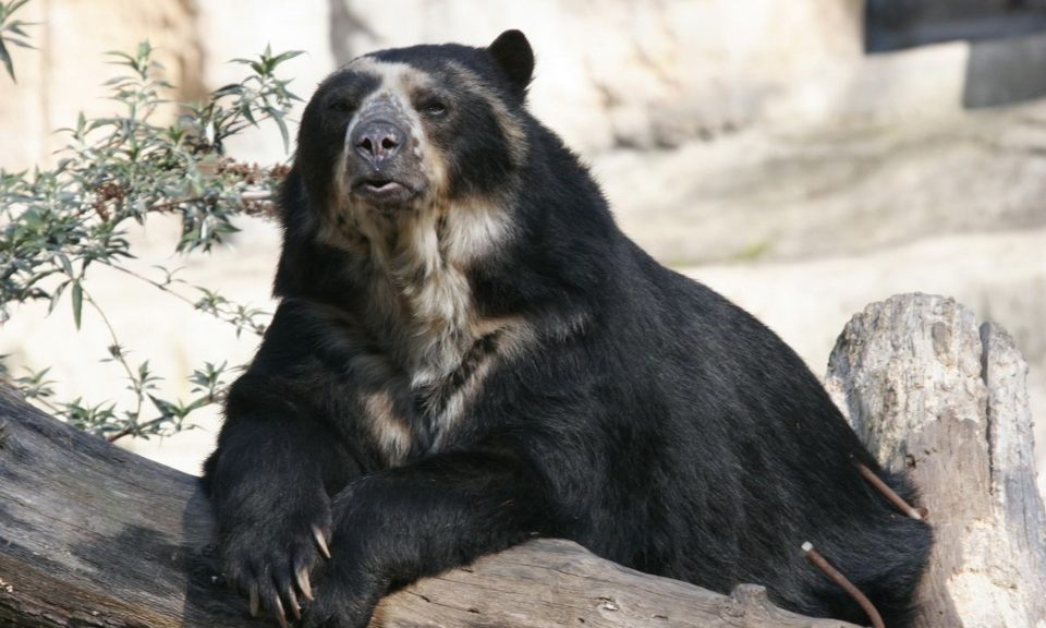 Avistan otro oso frontino, esta vez en Mérida