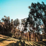 Perú destina 92 millones de soles para impulsar sector forestal
