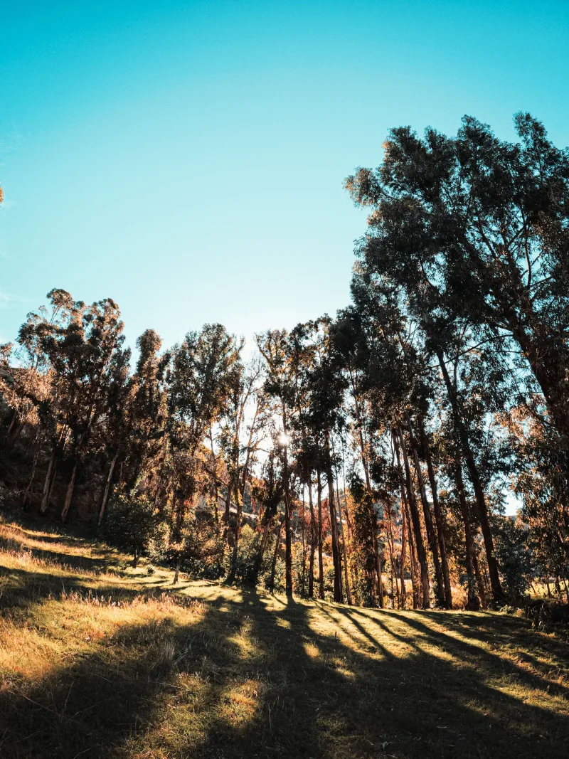Perú destina 92 millones de soles para impulsar sector forestal