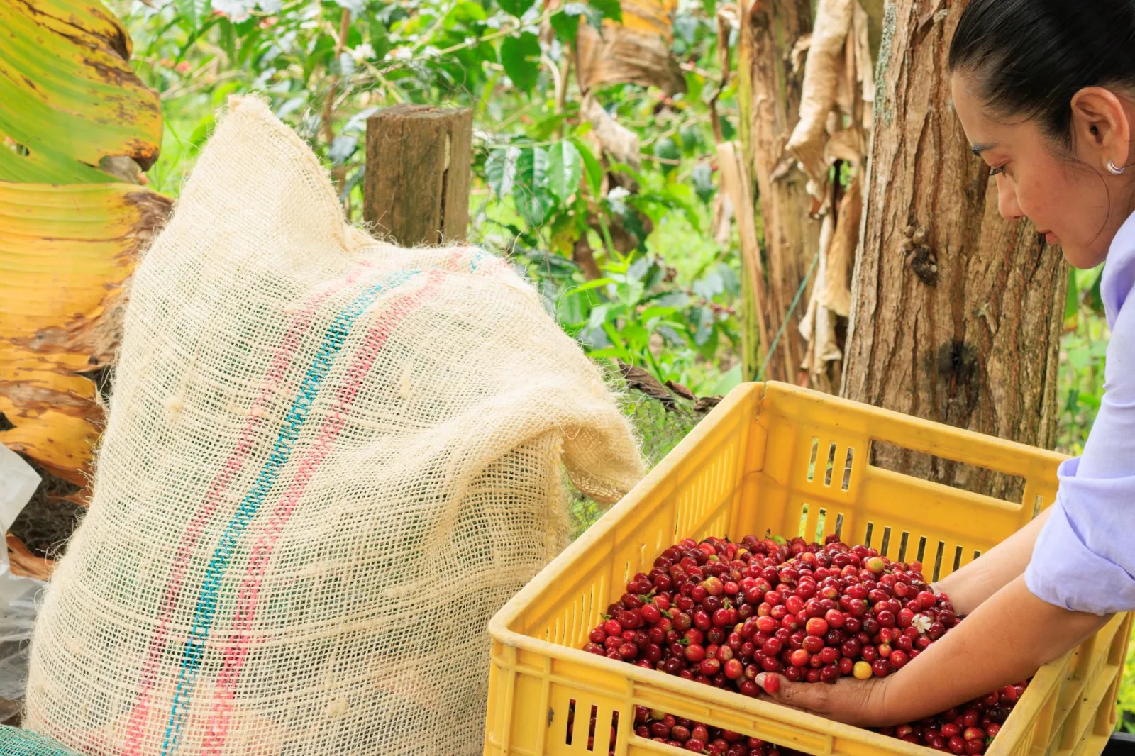 Una mujer cosechando granos de café frescos al aire libre en Subia, Cundinamarca, Colombia.