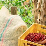 Una mujer cosechando granos de café frescos al aire libre en Subia, Cundinamarca, Colombia.