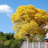 Bright yellow Tabebuia tree blossoms in sunny Maturín, Venezuela, showcasing fall beauty.