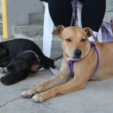 Impa inaugura farmacia para atender a las mascotas