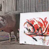 
			Muere Pigcasso, la cerda artista millonaria		