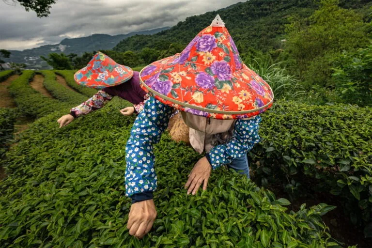 El té resurge en Taiwán con tecnología contra el clima