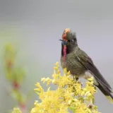 October Big Day moviliza a observadores de aves en América Latina