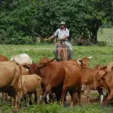 Fedenaga pide usar renta petrolera para rescatar al agro