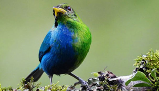 Colombia: avistan extraño pájaro mitad macho, mitad hembra