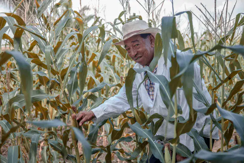 Elderly man smiling amidst a lush cornfield in Bolívar, Colombia, showcasing rural agriculture.