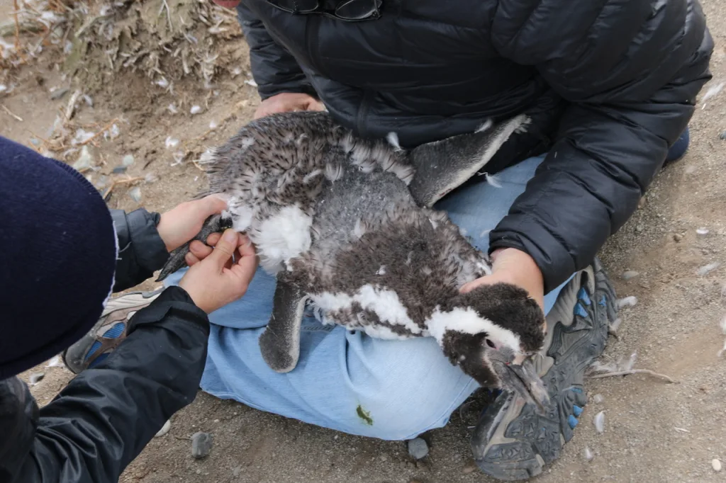 Pingüinos de Magallanes recorren hasta 3500 kilómetros