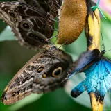 Mariposas morfo azules vibrantes alimentándose de fruta en un exuberante entorno de jardín.
