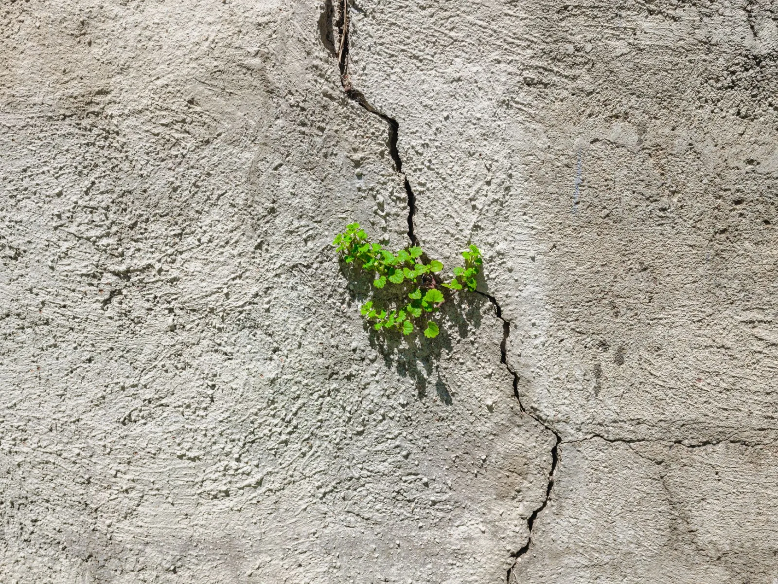 Una planta verde que brota a través de un muro de concreto agrietado, símbolo de resiliencia y crecimiento natural en un entorno urbano.