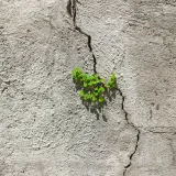 Una planta verde que brota a través de un muro de concreto agrietado, símbolo de resiliencia y crecimiento natural en un entorno urbano.