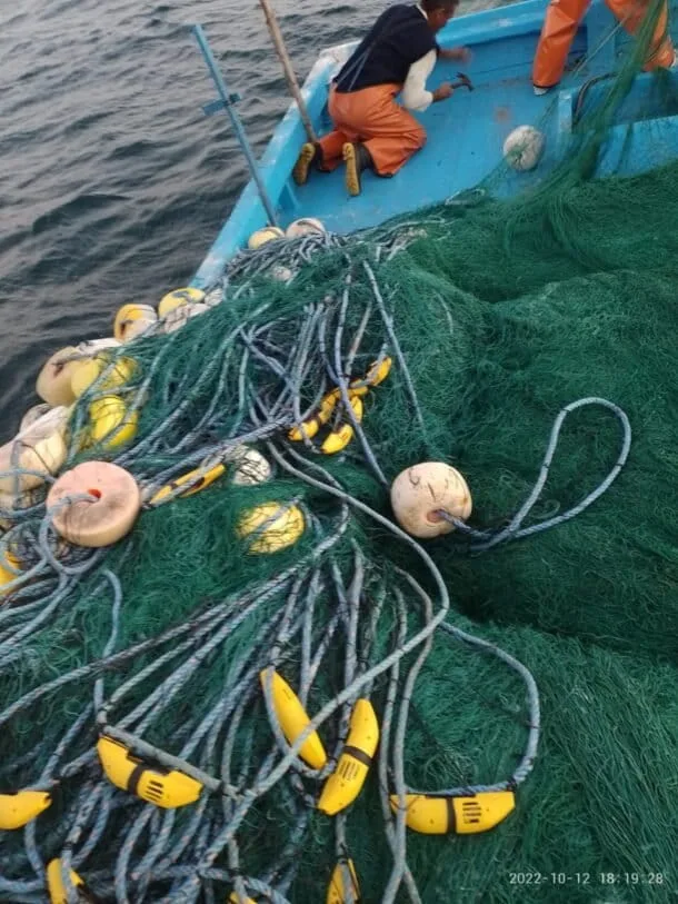 Pingers reducen 53% los enmallamientos de ballenas en Perú