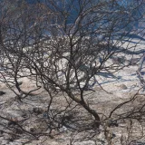 Una imagen impactante de árboles calcinados en un bosque devastado por un incendio forestal, que captura la atmósfera sombría que dejó a su paso.