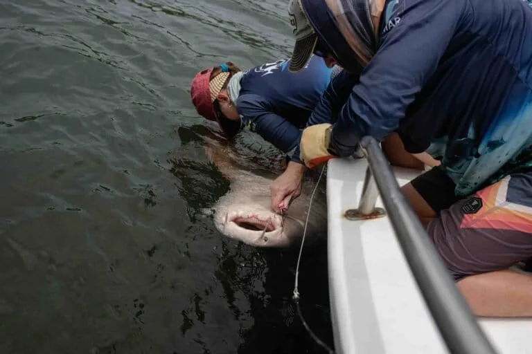 Tiburones nodriza del Pacífico revelan vida social en Costa Rica
