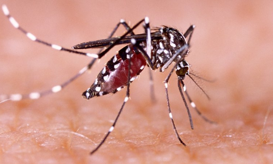 MinSalud contabiliza más de 112 mil fumigaciones contra el dengue