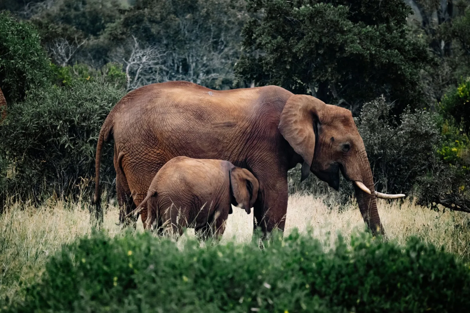 Elefantes africanos pastando en una exuberante pradera, mostrando la vida silvestre en su hábitat natural.