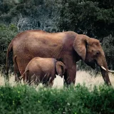 Elefantes africanos pastando en una exuberante pradera, mostrando la vida silvestre en su hábitat natural.